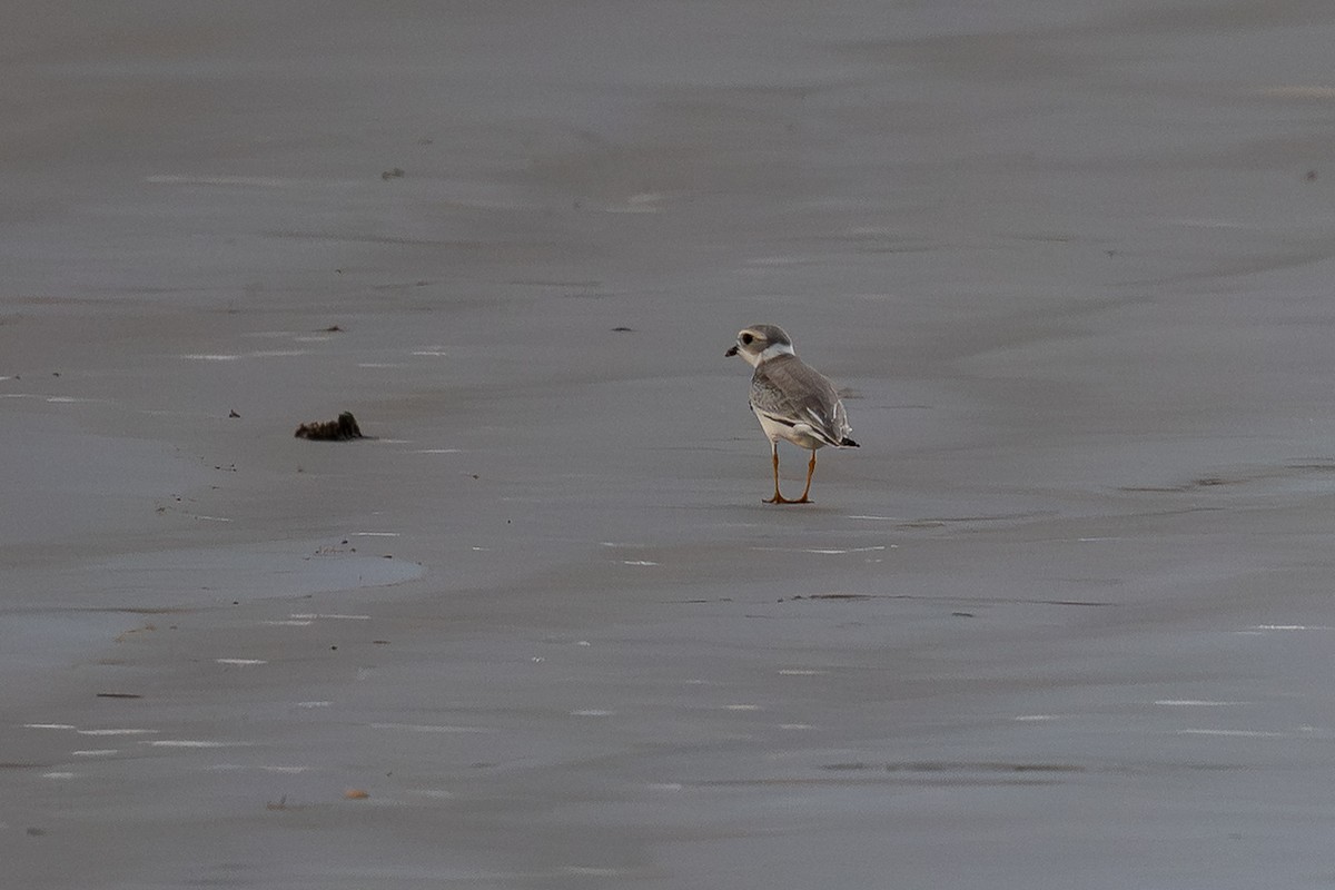 Piping Plover - ML640136422