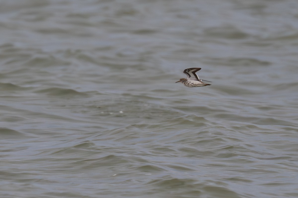 Spotted Sandpiper - ML640136423
