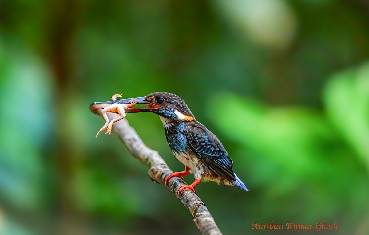 Malaysian Blue-banded Kingfisher - ML640136431