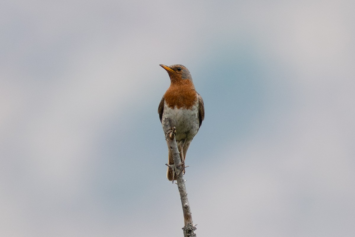 Улаан гүеэт хөөндэй - ML640136436