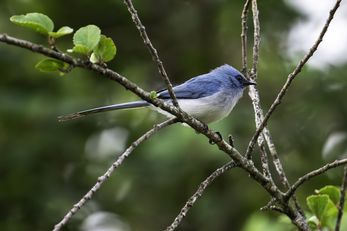 African Blue Flycatcher - ML640136450
