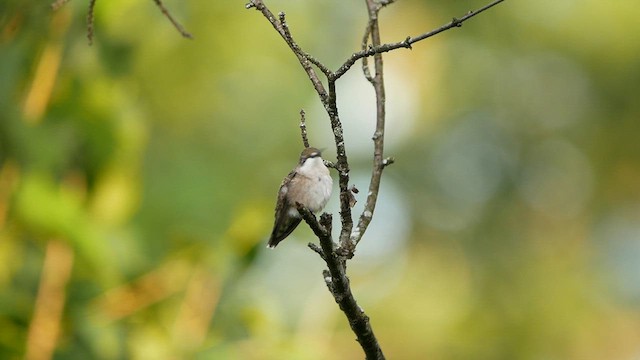 ノドアカハチドリ - ML640136454