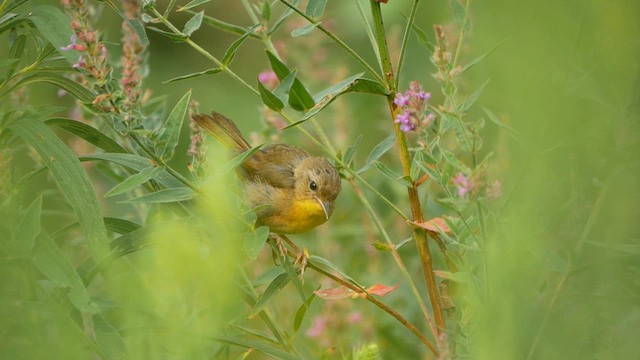 Common Yellowthroat - ML640136456