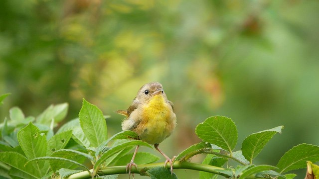 Common Yellowthroat - ML640136458
