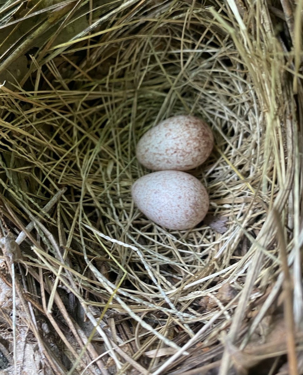 Eastern Towhee - ML640136477