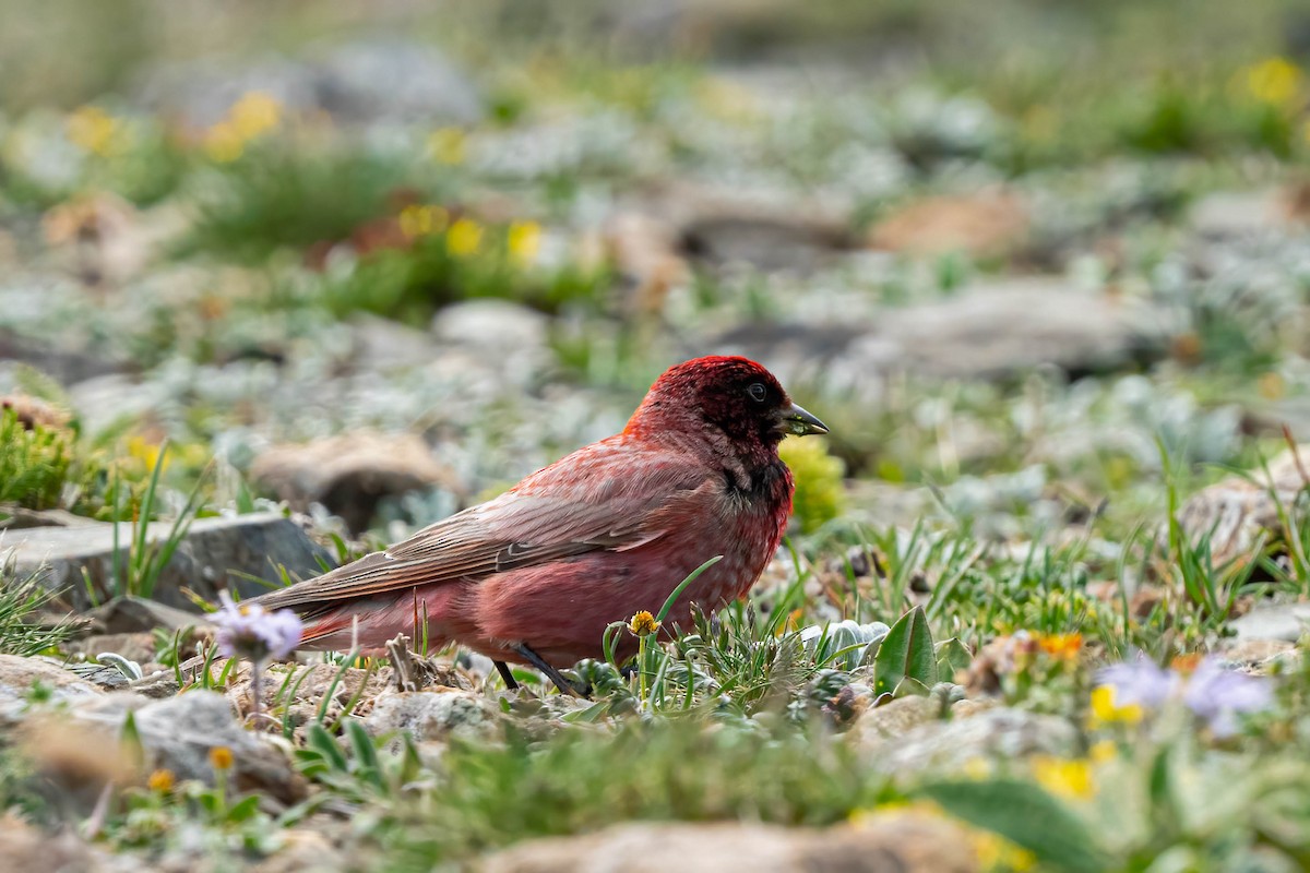 ハネナガマシコ - ML640136494