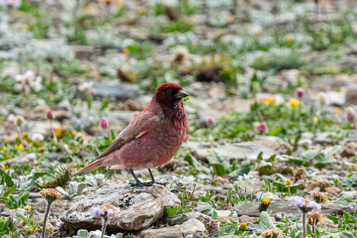 ハネナガマシコ - ML640136503