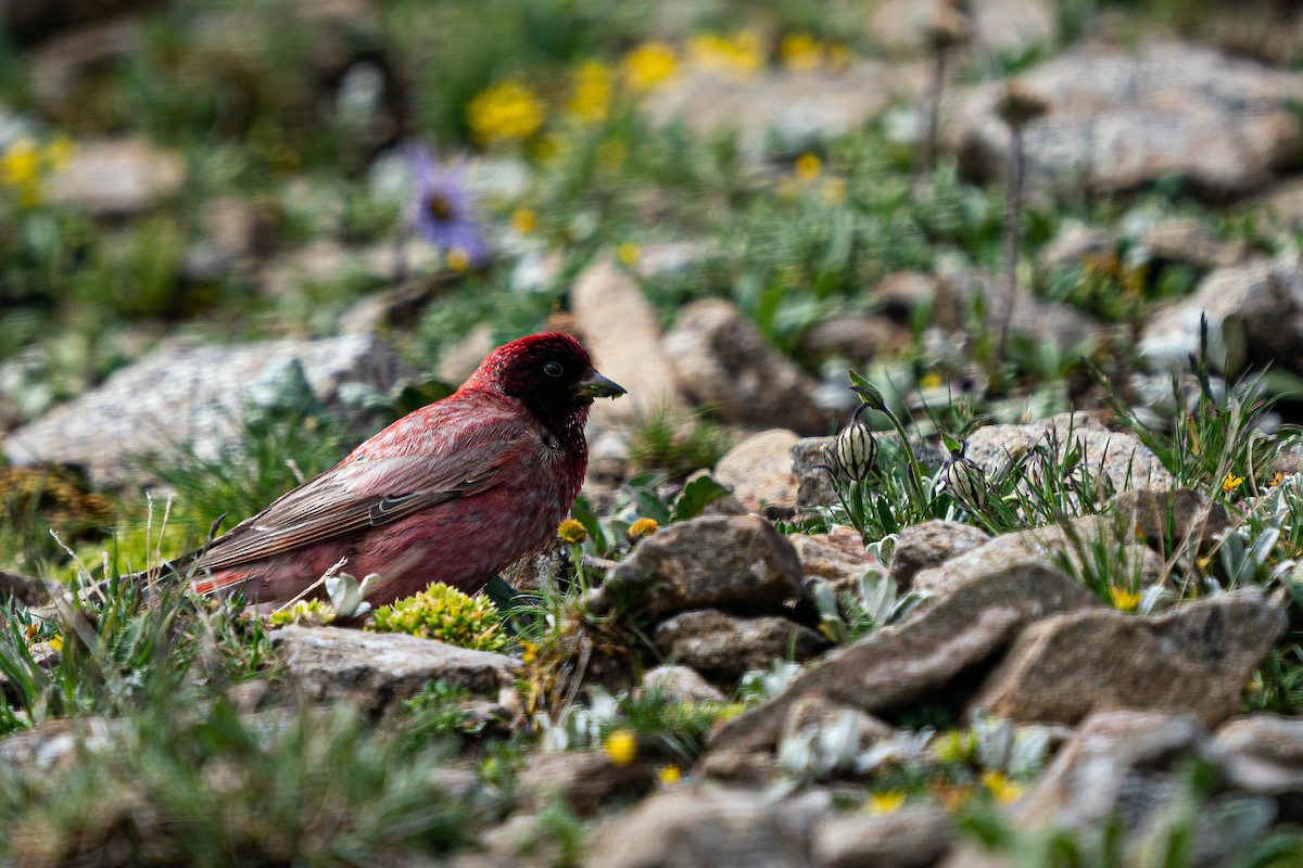 ハネナガマシコ - ML640136572