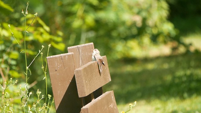 Eastern Wood-Pewee - ML640136581