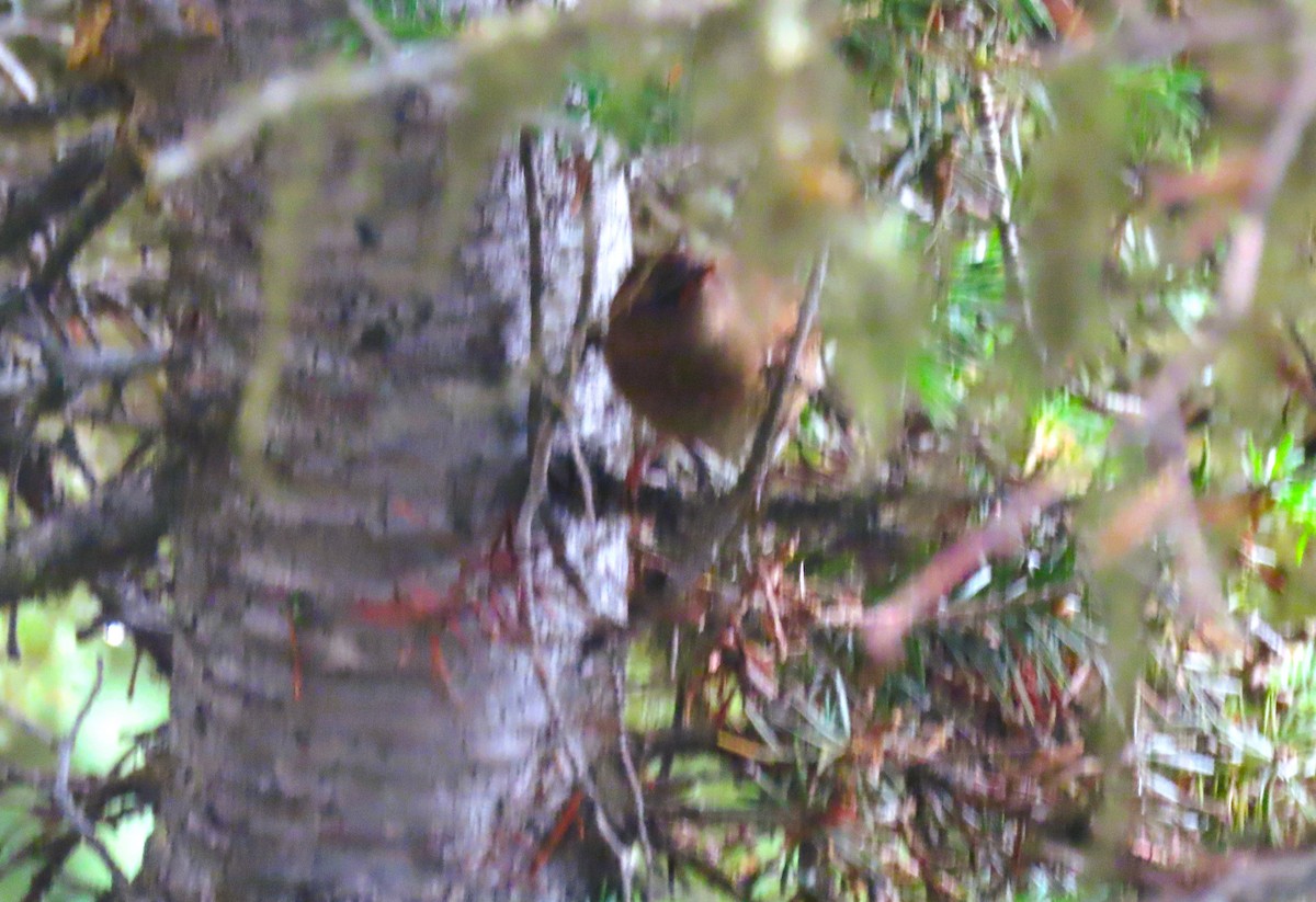 Pacific Wren - ML640136587