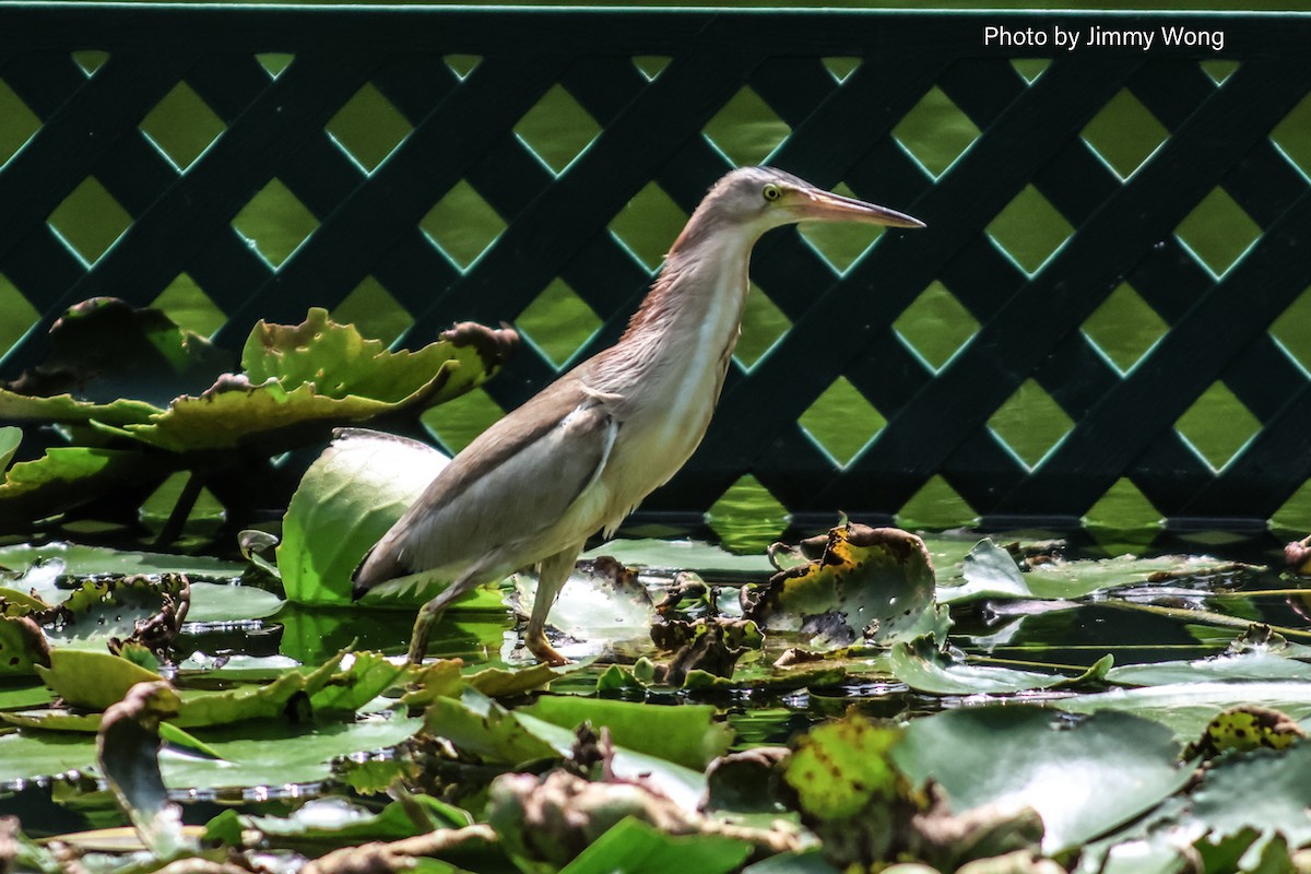 Yellow Bittern - ML640136635