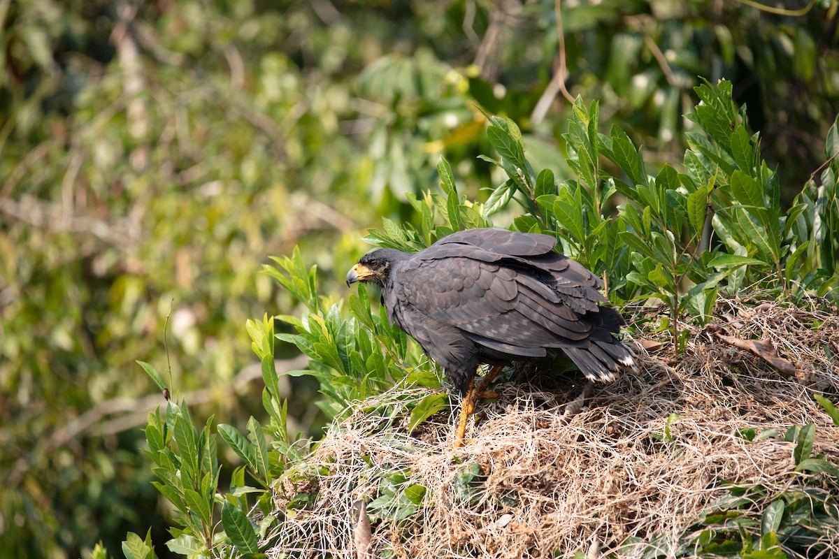 Great Black Hawk - ML640136669