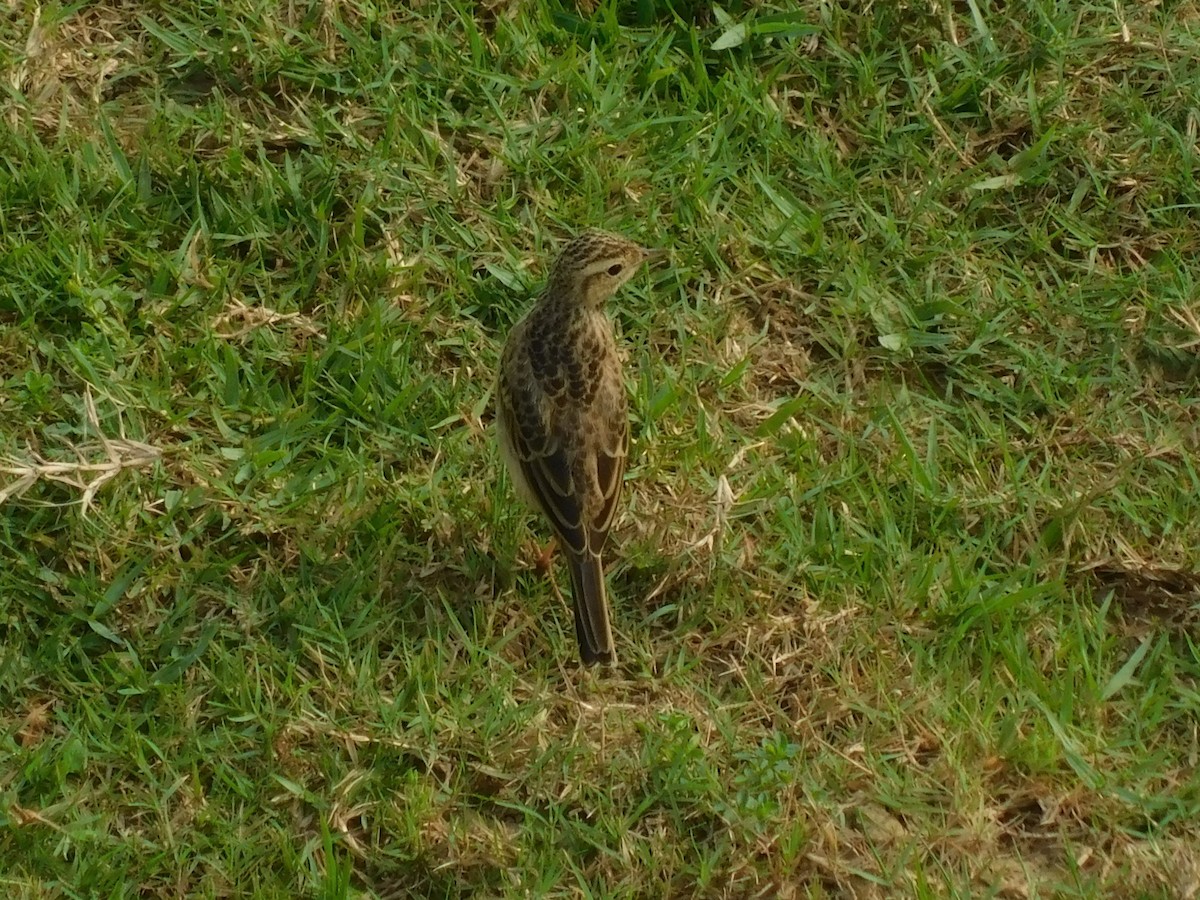 稻田鷚 - ML640136682