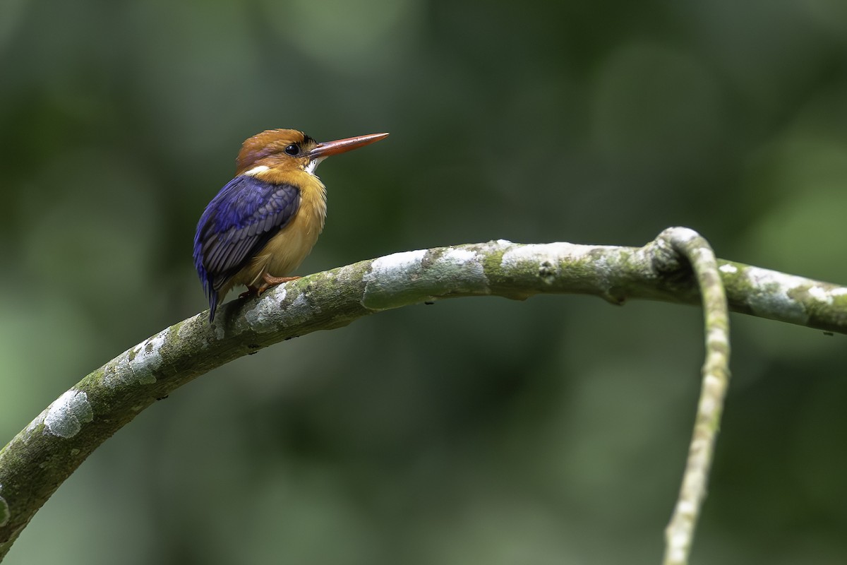 African Dwarf Kingfisher - ML640136762