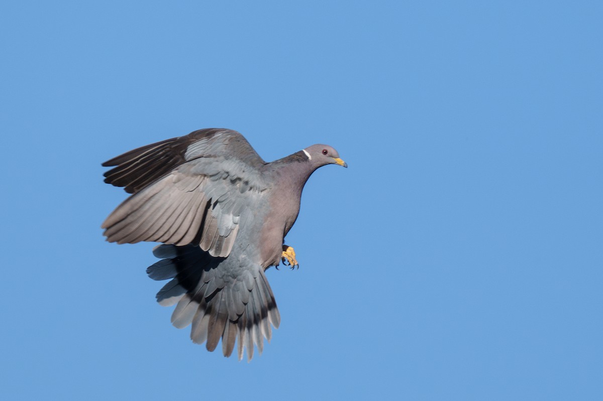 Band-tailed Pigeon - ML640136769