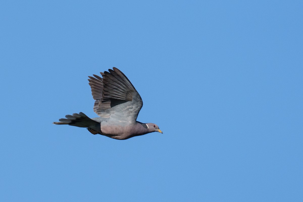 Band-tailed Pigeon - ML640136770