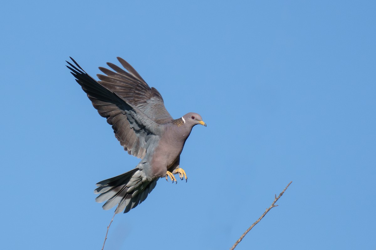 Band-tailed Pigeon - ML640136771