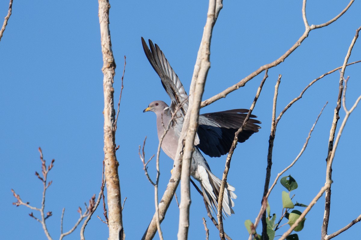 Band-tailed Pigeon - ML640136772