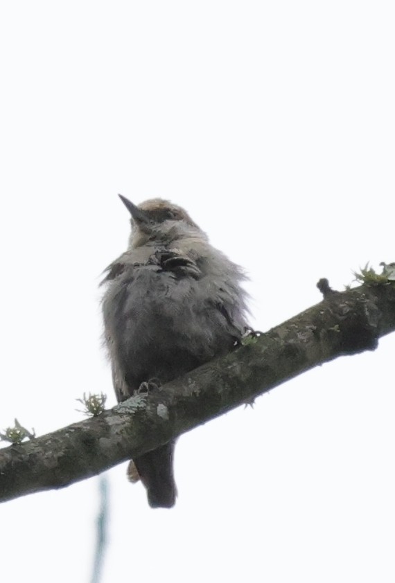 Brown-headed Nuthatch - ML640136856
