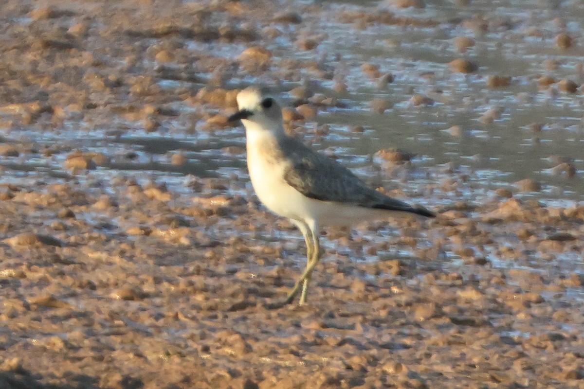 kulík větší - ML640136863