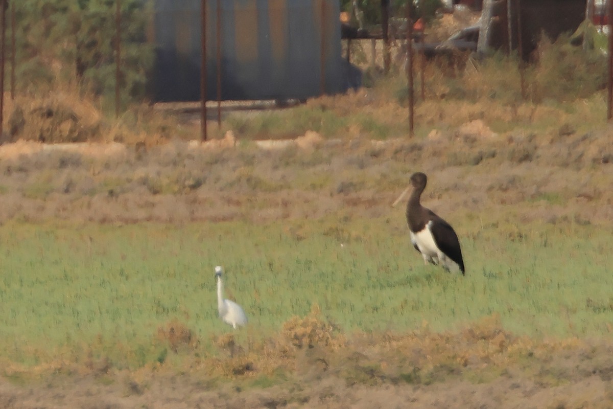 čáp černý - ML640136866