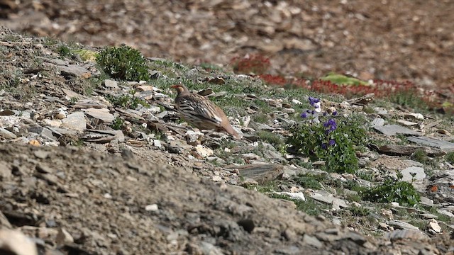 Tétraogalle du Tibet - ML640136889