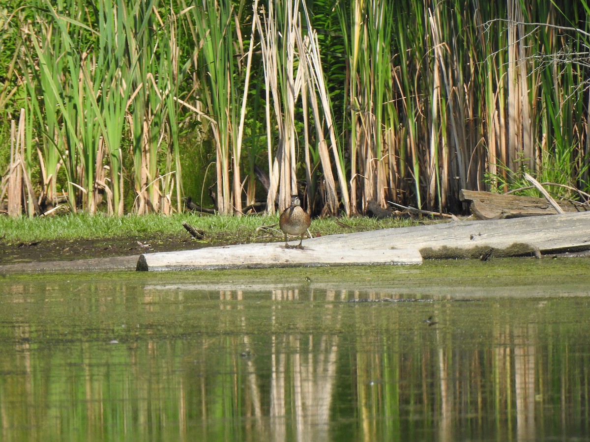 美洲鴛鴦 - ML640136919