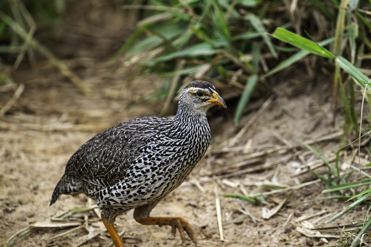 Heuglin's Spurfowl - ML640136970
