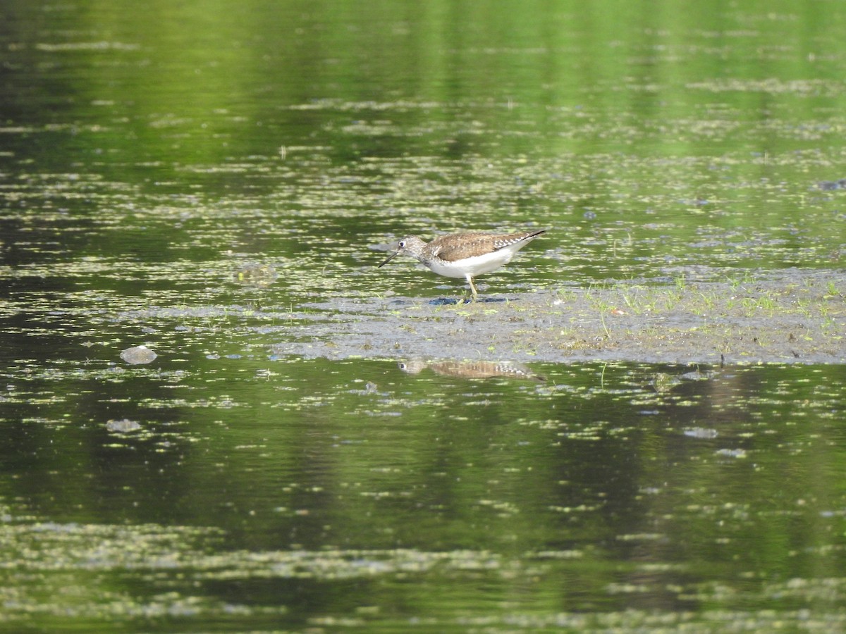 Solitary Sandpiper - ML640137003