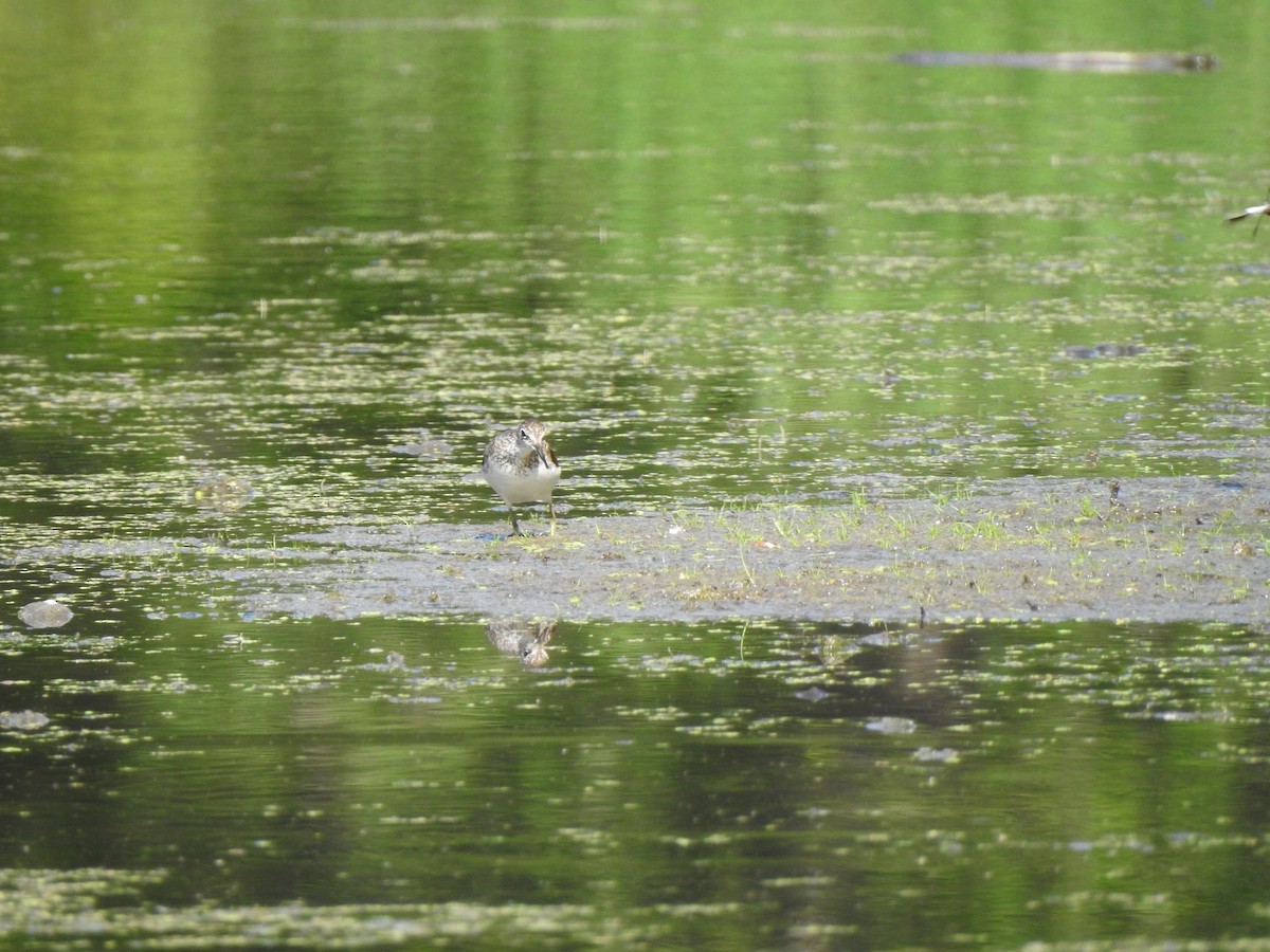 Solitary Sandpiper - ML640137004