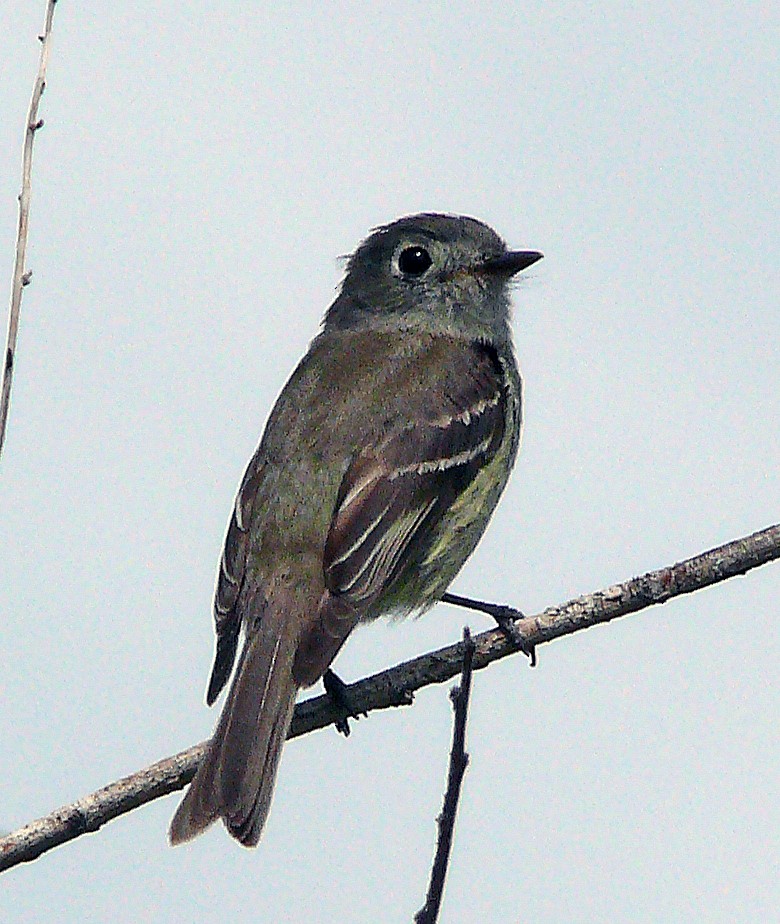 Hammond's Flycatcher - ML640137056