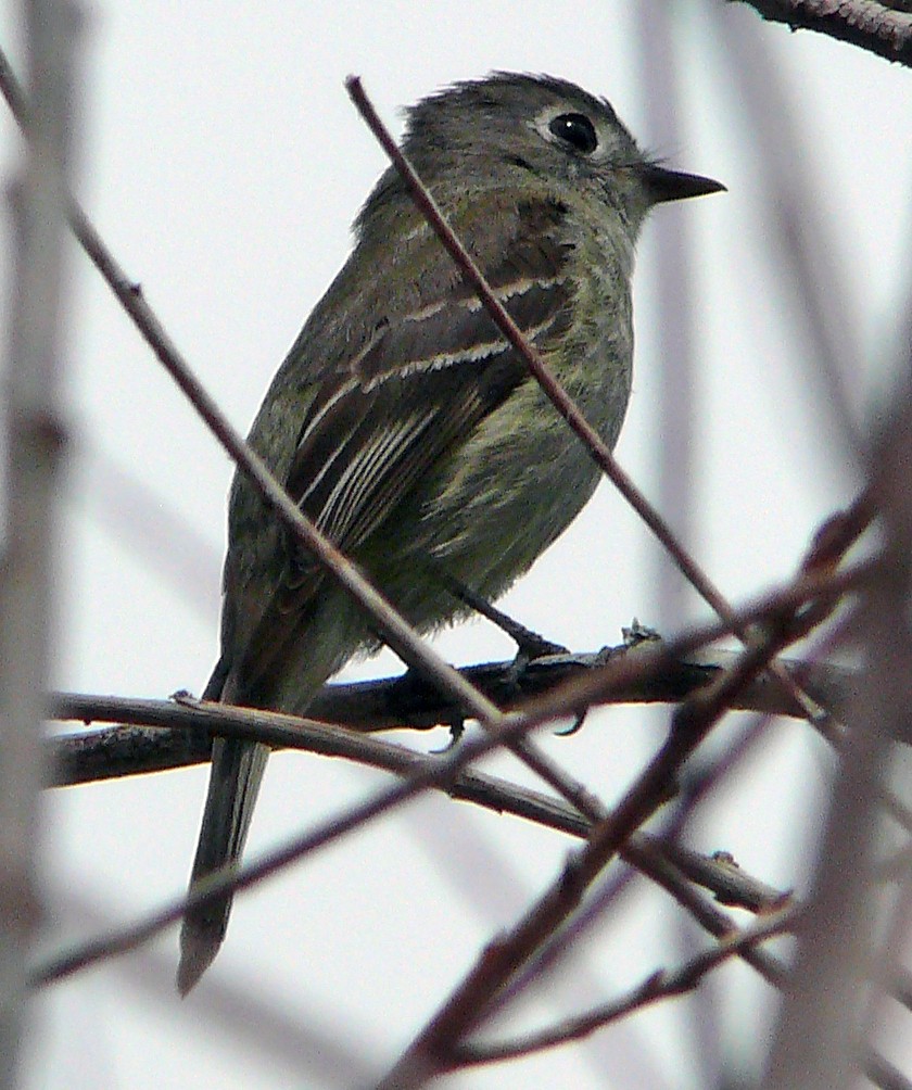 Dusky Flycatcher - ML640137071