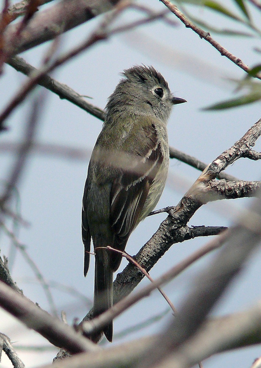 Dusky Flycatcher - ML640137072
