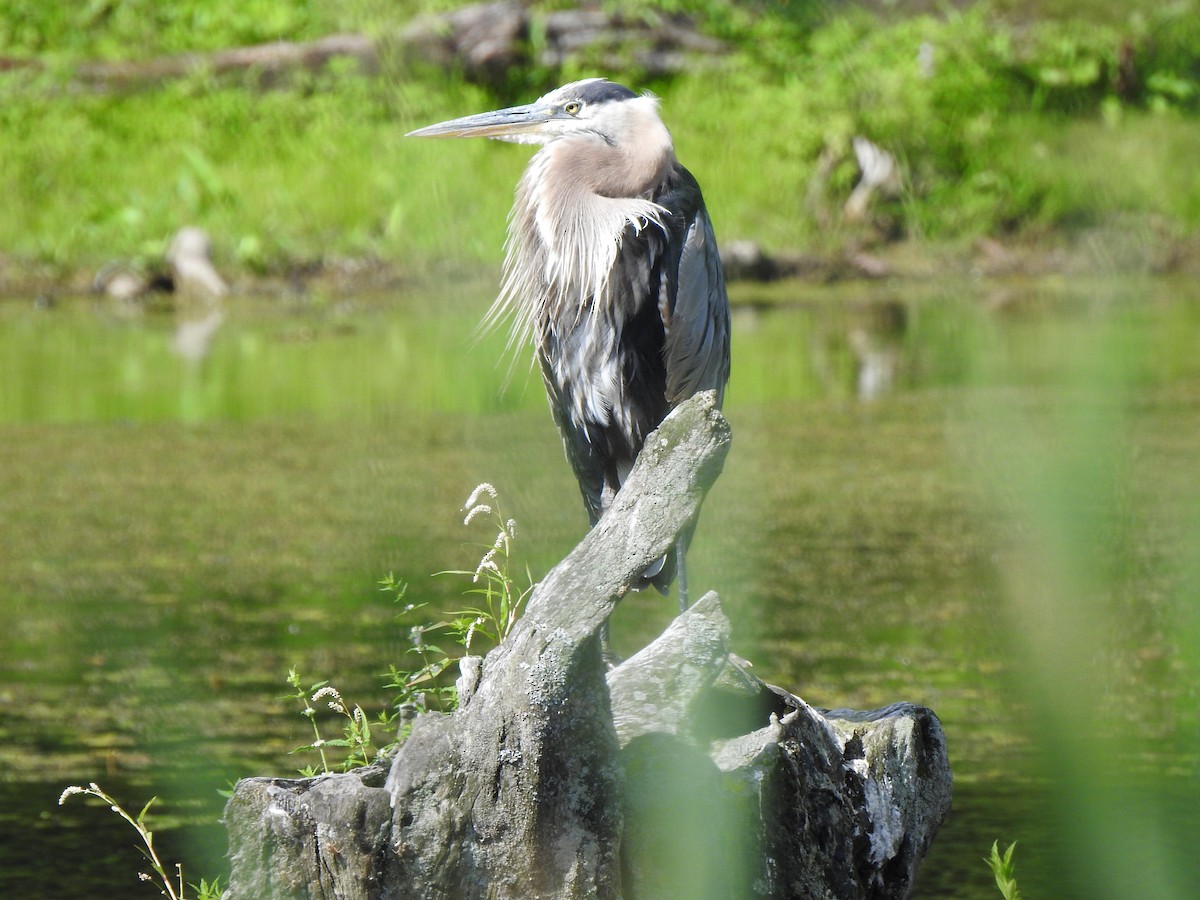 Great Blue Heron - ML640137073