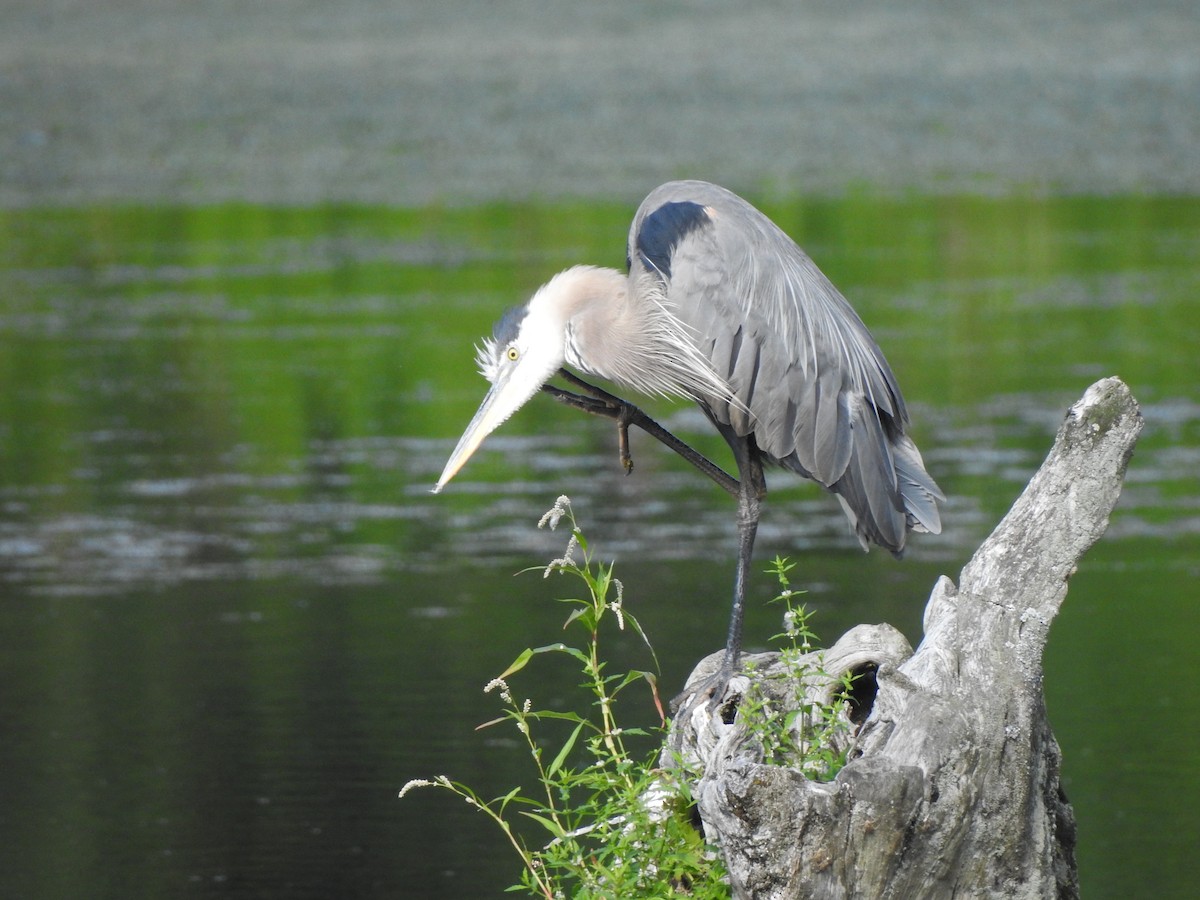 Great Blue Heron - ML640137074