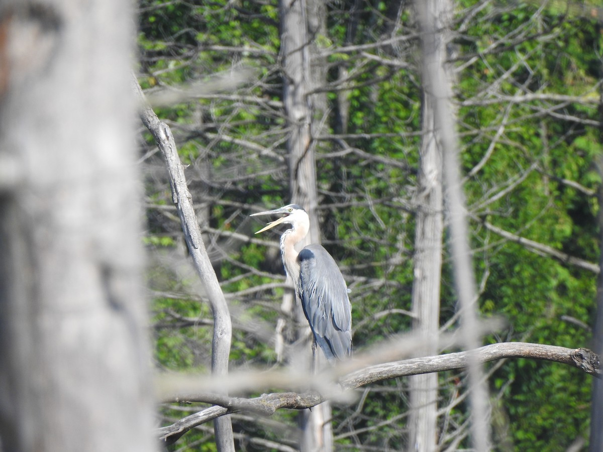 Great Blue Heron - ML640137075