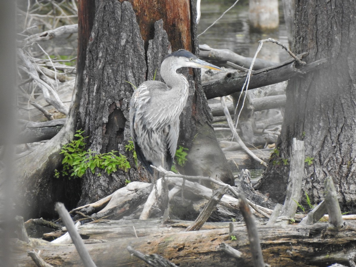 Great Blue Heron - ML640137110