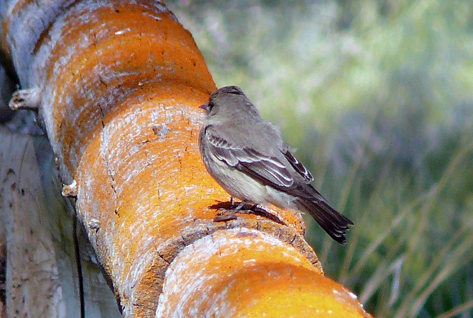 Western Flycatcher - ML640137111