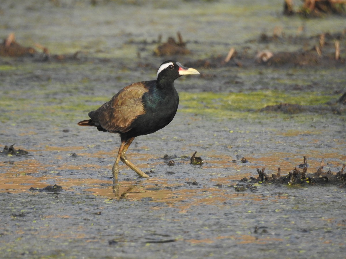 Bronze-winged Jacana - ML640137123