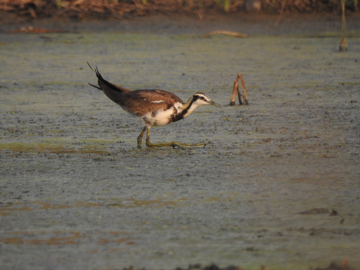 Pheasant-tailed Jacana - ML640137137