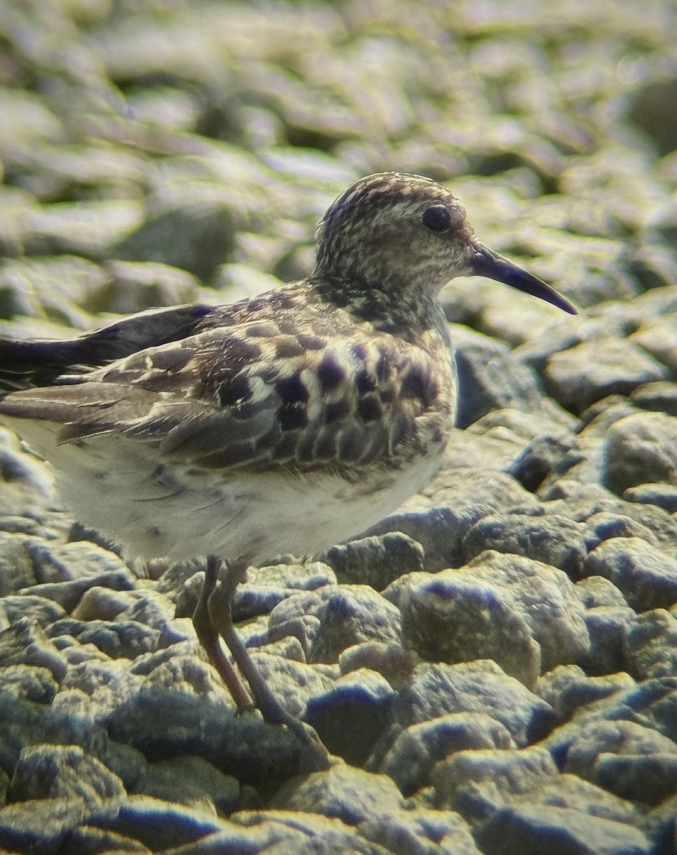 Least Sandpiper - ML640137160