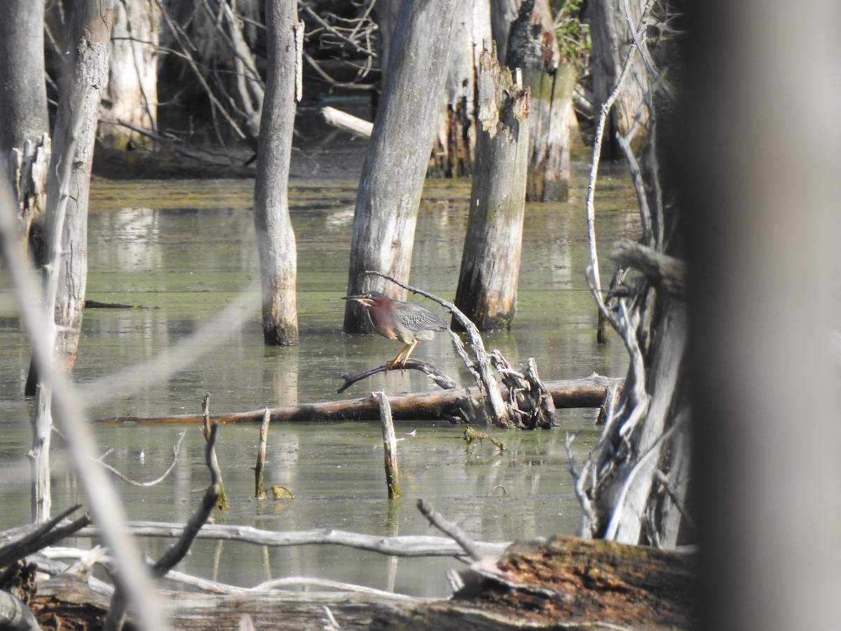 Green Heron - ML640137161