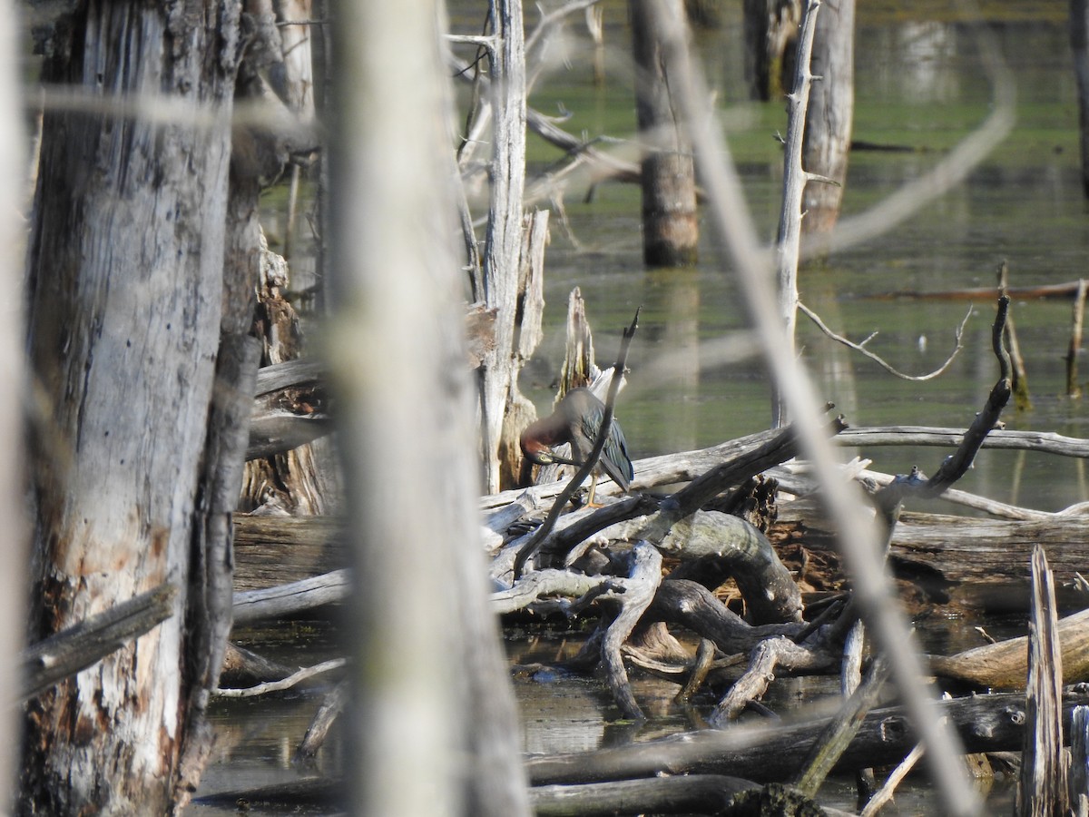 Green Heron - ML640137162