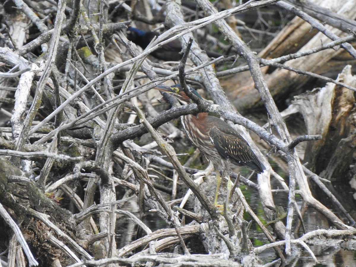 Green Heron - ML640137163