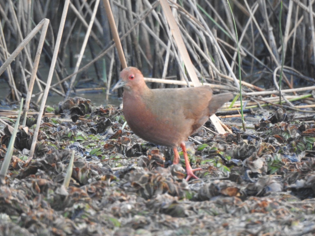 Ruddy-breasted Crake - ML640137166