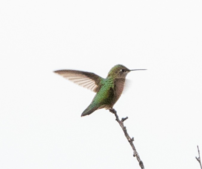 Colibrí Coliancho - ML640137182