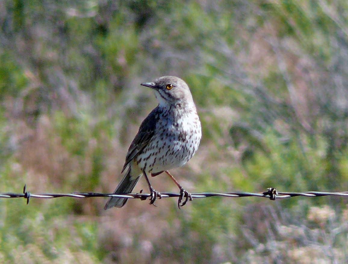Sage Thrasher - ML640137187