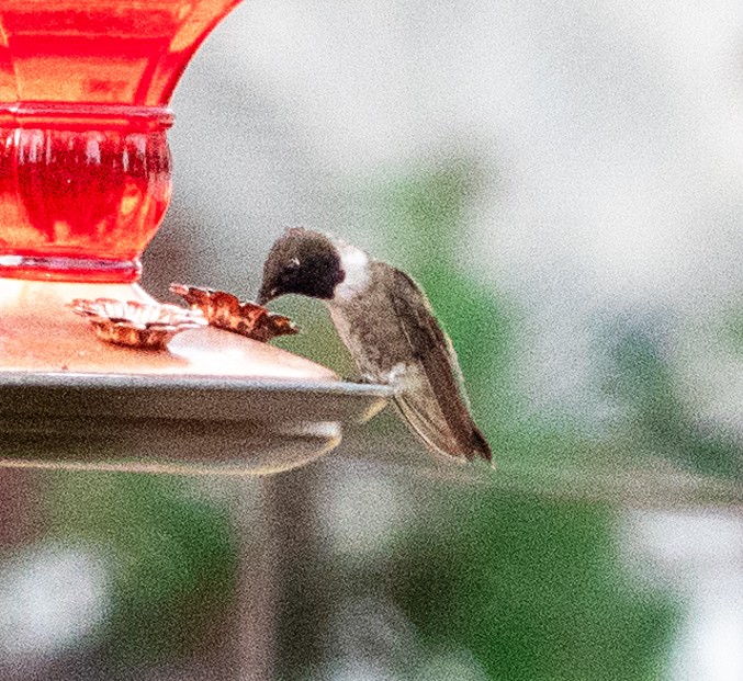 Colibrí Gorjinegro - ML640137220