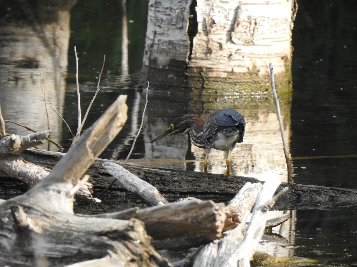 Green Heron - ML640137223