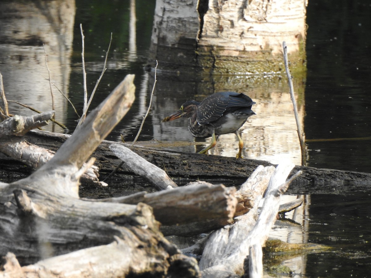 Green Heron - ML640137224